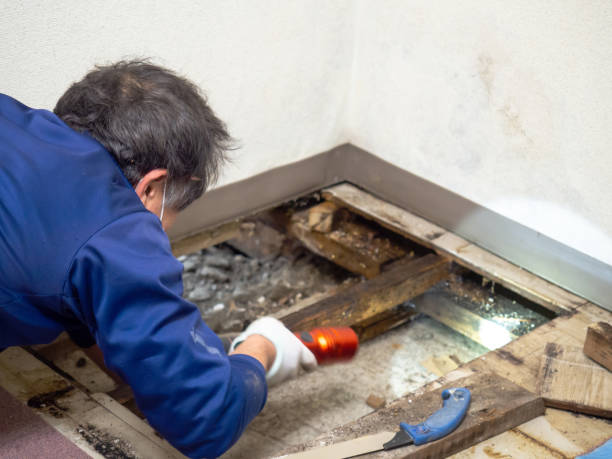 Best Crawl Space Mold Removal  in Yarmouth Port, MA