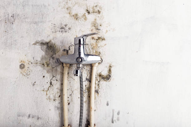 Best Residential Mold Removal  in Yarmouth Port, MA