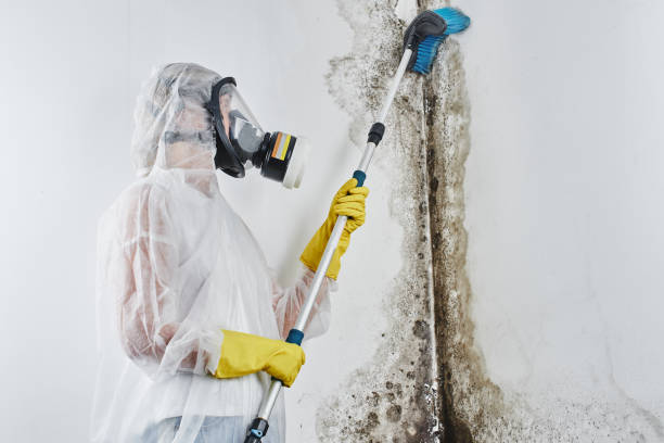 Best Black Mold Removal  in Yarmouth Port, MA