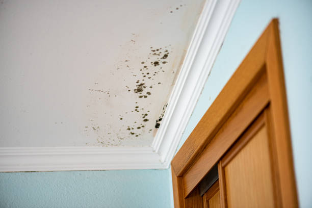 Best Mold Testing  in Yarmouth Port, MA