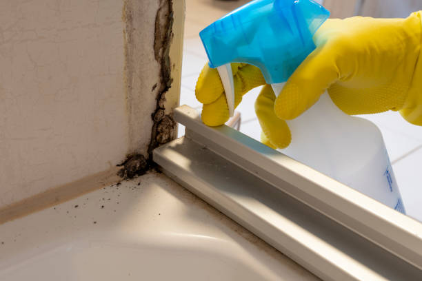 Mold Removal and Inspection in Yarmouth Port, MA