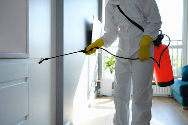 Attic Mold Removal in Yarmouth Port, MA