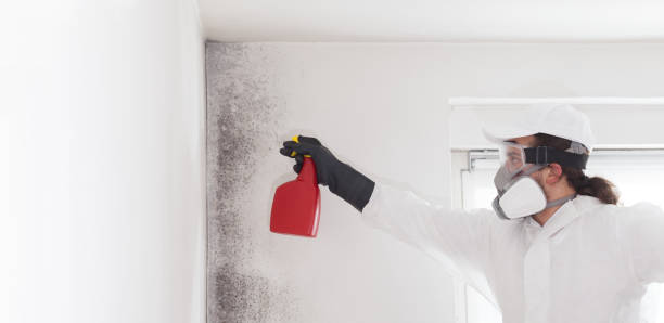 Best Mold Cleaning Services  in Yarmouth Port, MA