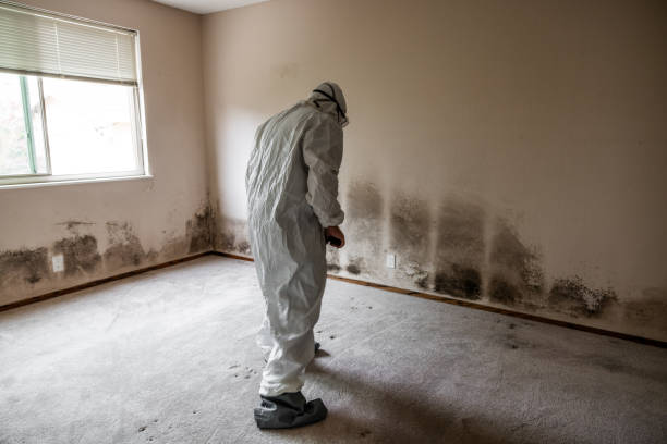 Best Home Mold Removal  in Yarmouth Port, MA